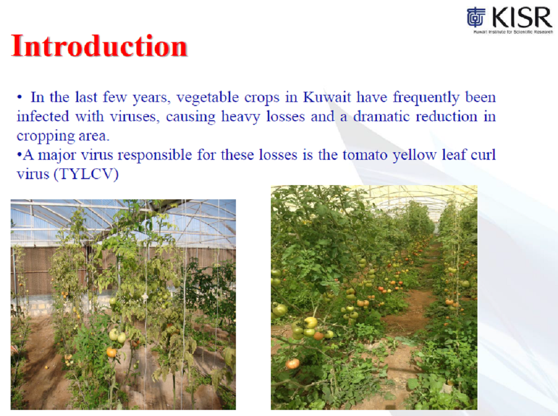 Molecular Detection of Tomato yellow leaf curl virus in Tomato Crops in Kuwait