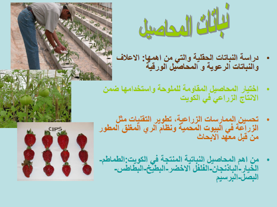 إنجازات معهد الكويت للأبحاث العلمية في مجال الزراعة