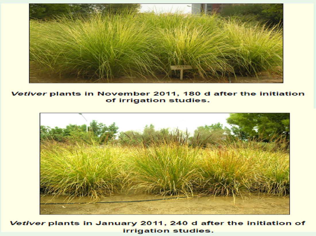 Irrigation Requirements of Vetiver Cultivars under Urban Landscape Conditions of Kuwait