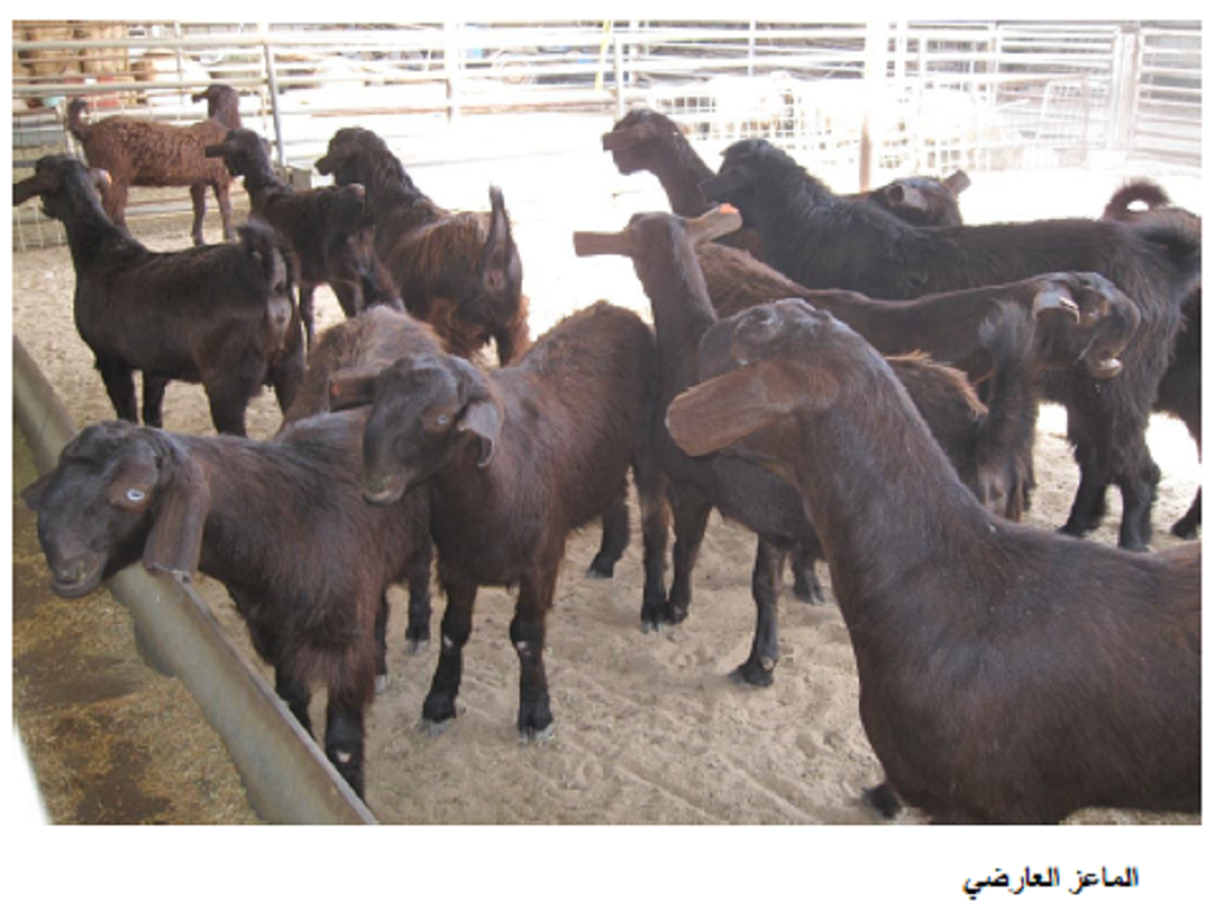 الماشية و أهميتها في توفير الأمن الغذائي في دولة الكويت