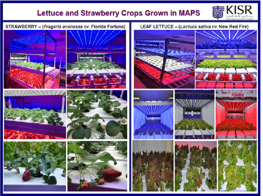 Lettuce and Strawberry Crops Grown in MAPS