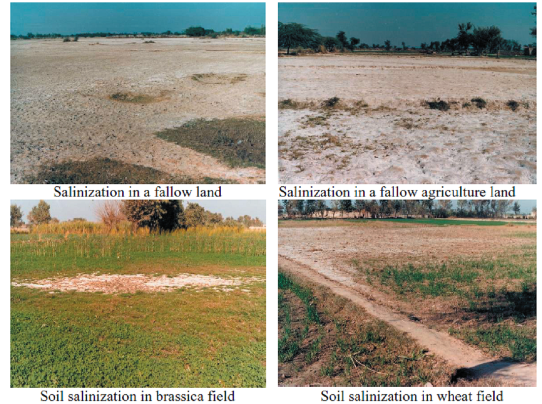Mapping and Monitoring of Soil Salinization Remote Sensing