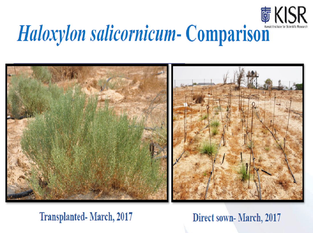 Effects of Planting Techniques on Seedling Establishment in Native Species for Sustainable Revegetation