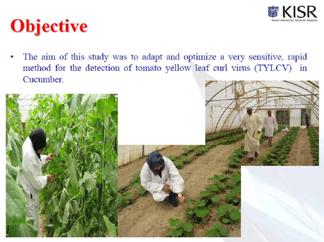 Molecular Characterization of TYLCV in Cucumber Plants in Kuwait