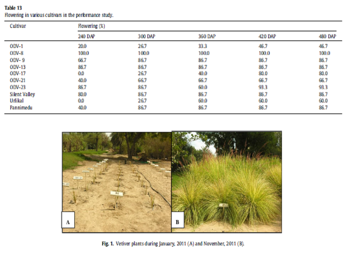 Performance evaluation of Chrysopogon zizanoides under urban conditions of Kuwait
