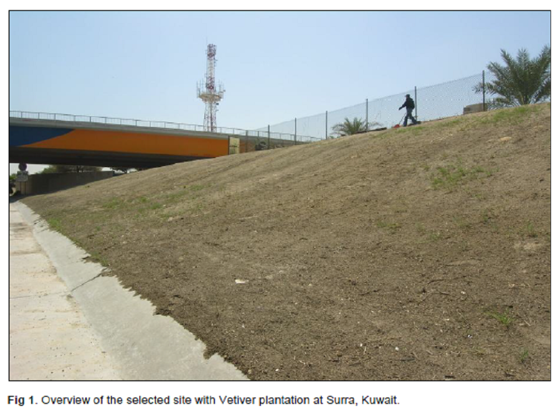 Vetiveria zizanoides Plantation for Slope Stabilization in Kuwait: A case study